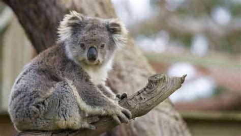 Pentingnya Pendidikan tentang Koala